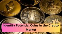 Identify Potential Coins in the Crypto Market